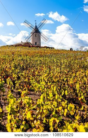vineyard with windmill near Chenas, Beaujolais, Rhone-Alpes, France