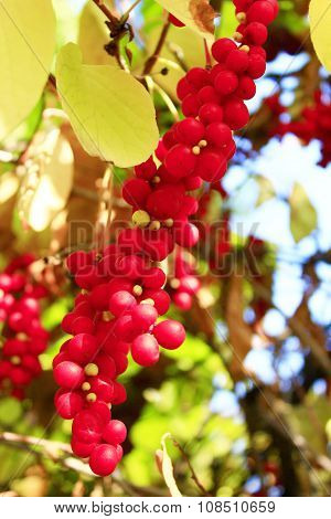 Branches Of Red Ripe Schisandra