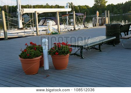 Gladiolas on the Dock