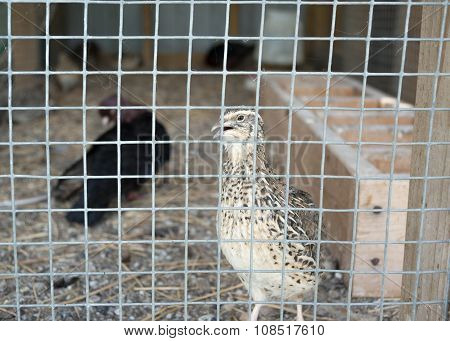 quail in a cage