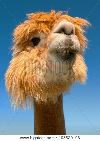 funny lama alpaca teeth portrait