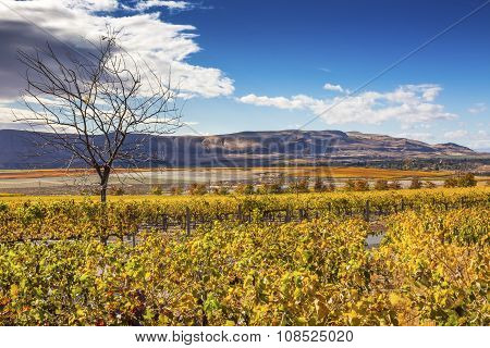 Yellow Leaves Vines Rows Grapes Fall Vineyards Red Mountain Benton City Washington