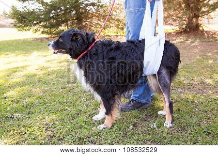 Injured Dog In Sling