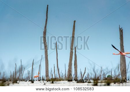 Caribbean Flamingos (phoenicopterus Ruber Ruber)