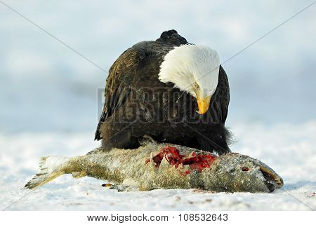 The Bald Eagle ( Haliaeetus Leucocephalus ) Sits On Snow And Eats A Salmon Fish.