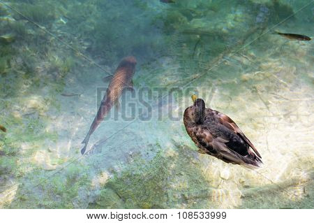 Duck And A Big Fish In A Water