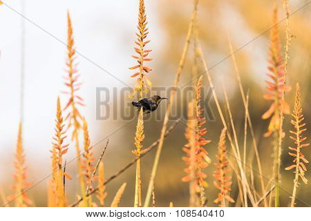 Male Purple sunbird perched to collect nectar from wild flowers