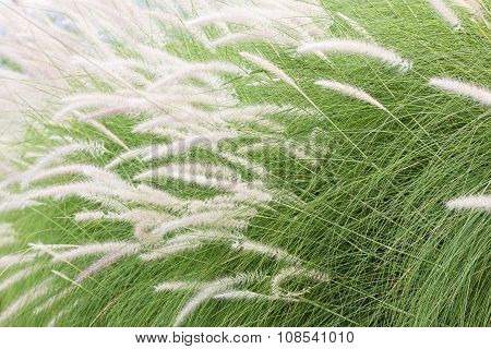 Imperata Cylindrica Beauv Of Feather Grass