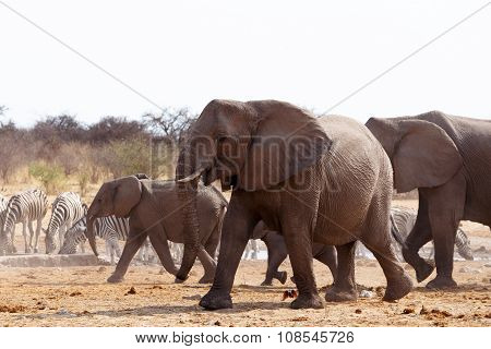 Herd Of African Elephants At A Waterhole