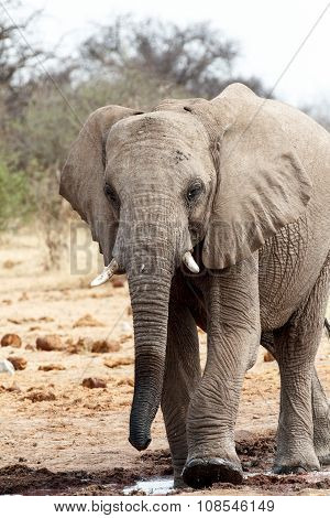 African Elephants At A Waterhole