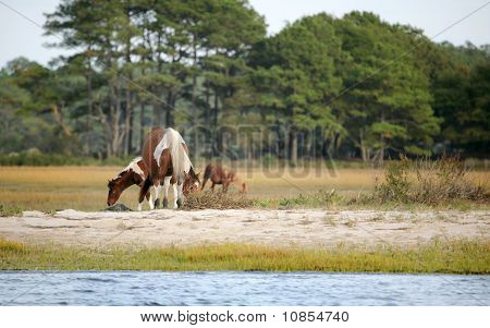 Assateague Wild poníci