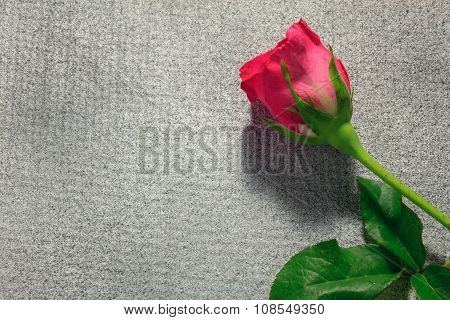 the pink rose on the grey background.