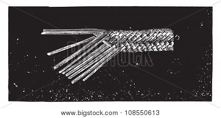 Braid Italy, Tuscan pedal, 11 tips, united, vintage engraved illustration. Industrial encyclopedia E.-O. Lami - 1875.