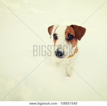 Dog at snow. Pappy at winter