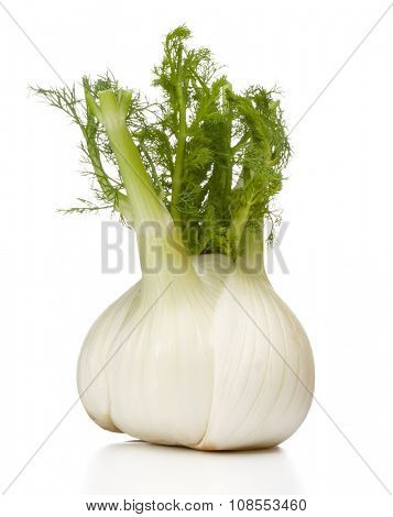 Fresh fennel bulb isolated on white background close up