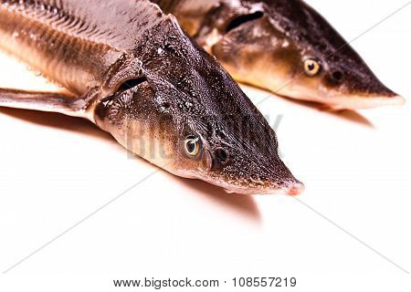 Close Up View Of The Sterlet Fish Isolated On White. Sterlet Is A Small Sturgeon.