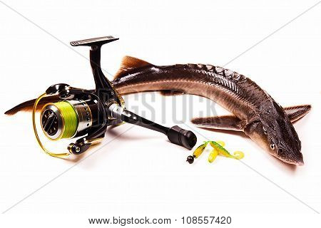 Fresh Sterlet Fish With Fishing Reel Isolated On White. Sterlet Is A Small Sturgeon.