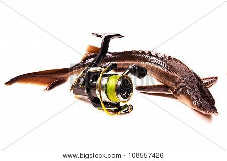 Fresh Sterlet Fish With Fishing Reel Isolated On White. Sterlet Is A Small Sturgeon.