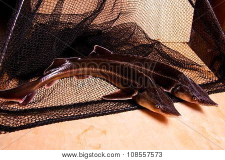 Fresh Sterlet Fish On Fishing Net. Sterlet Is A Small Sturgeon.