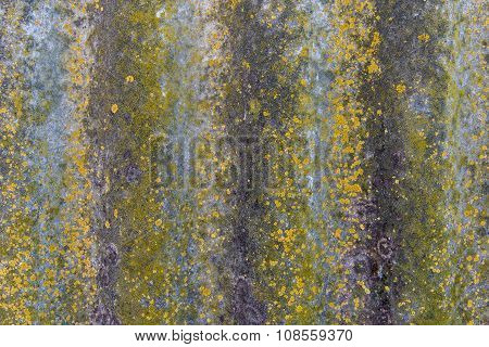 background rock moss texture