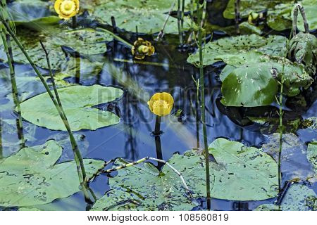 Yellow Flowering Lilies