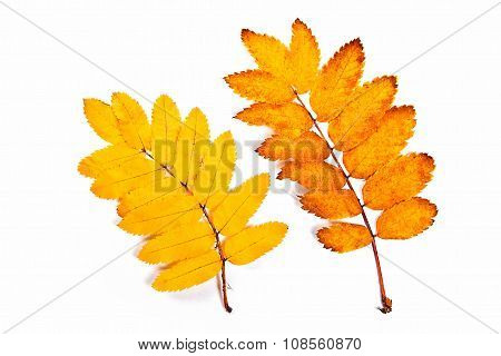 Autumn Rowan Tree Leaves Isolated On White. With Clipping Path.