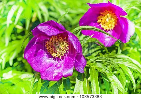Flora of Siberia - Marin or peony root (Latin Paeonia anomala)