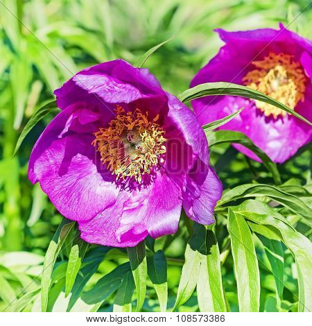 Flora of Siberia - Marin or peony root (Latin Paeonia anomala)