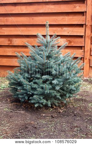 Little Young Fluffy Blue Spruce On Background Of Wooden Fence