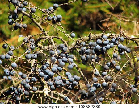 Blackthorn