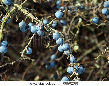 Blackthorn