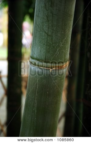 Bamboe
