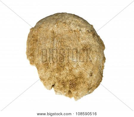 A large fragment of fossilized sea sponge