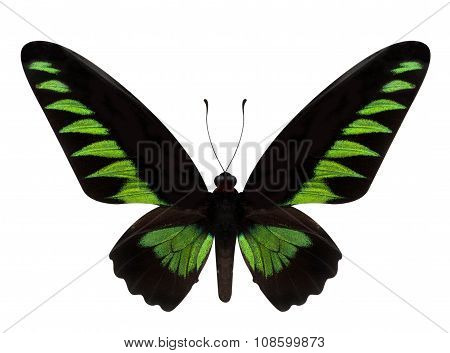 Green Butterfly Trogonoptera Brookiana Isolated On White Backgro