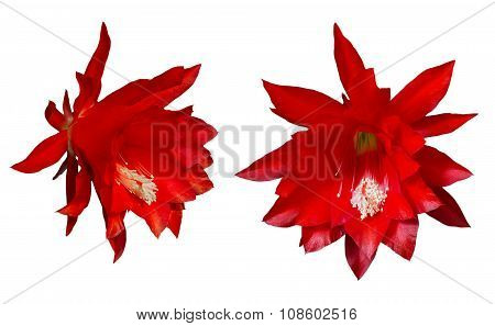 Epiphyllum Red Flowers On A White Background