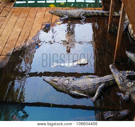 Crocodiles Farm In Cambodia