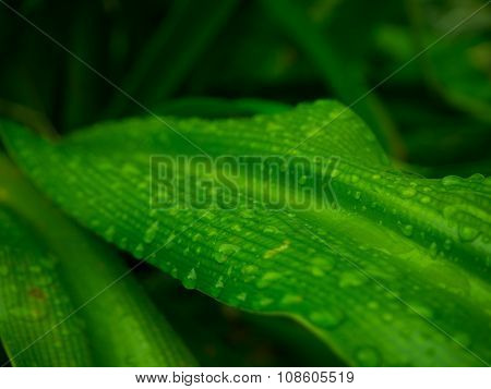 Beautiful Green Leaf With Drops