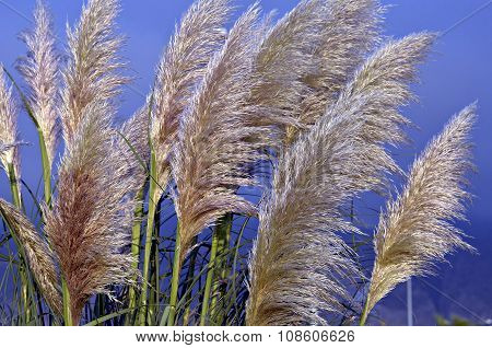 REED