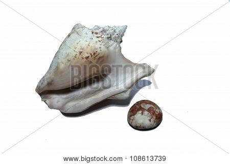 Shell
