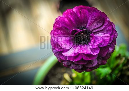 Beautiful Potted Purple Flower
