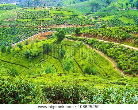 colorful green tea plantation in Sri Lanka