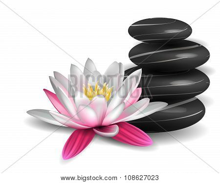 Water lily