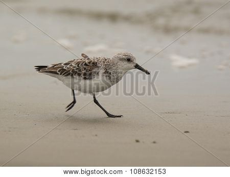 Hurried Sanderling