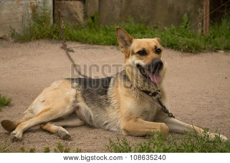 Dog on a chain.