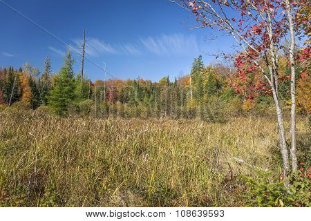 Beaver Meadow In Autumn