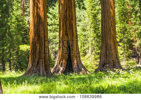 Big Sequoia Trees In Sequoia National Park