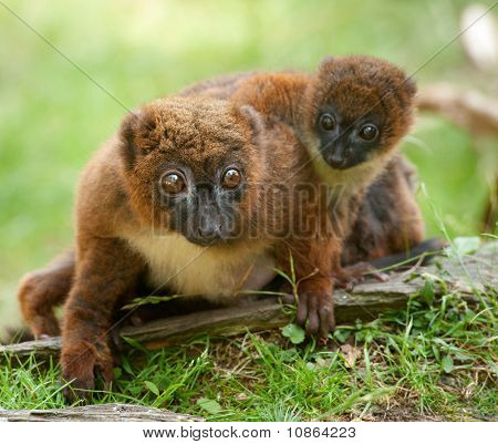 Mignon lémur à ventre roux avec bébé