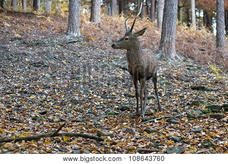 Roebuck in the forest