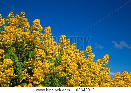 Popcorn Cassia
