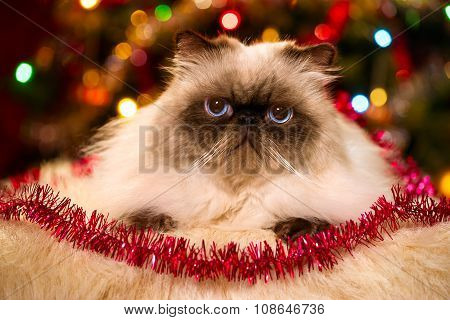 Cute Persian Cat Lying In Front Of A Christmas Tree With Bokeh